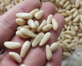 Pine nut picture