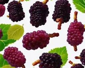 The effect of mulberry on the immune system picture