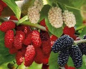 White, black and red mulberry image