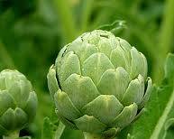 Artichoke picture