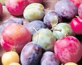 Picture of different plum varieties