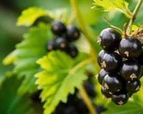 Effect of blackcurrant on skin picture