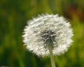 Dandelion picture