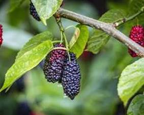 Black mulberry fruit picture