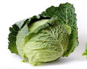 Cabbage varieties picture