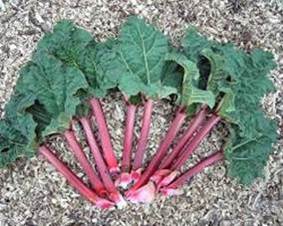 Rhubarb