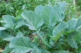 Leaf Cabbage picture