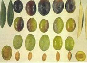 Olive varieties picture